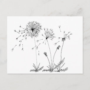 Dandelions Postcard