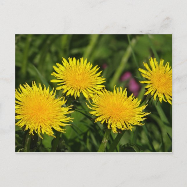 Dandelions Postcard (Front)
