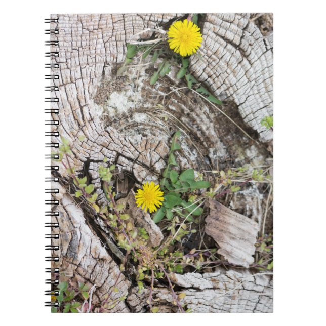 Dandelions still-life notebook (Front)