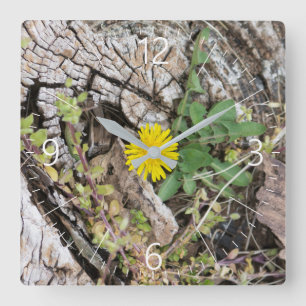 Dandelions still-life square wall clock