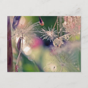 Dandellion sanctury postcard