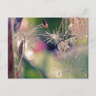 Dandellion sanctury postcard