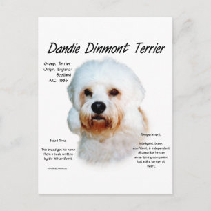 Dandie Dinmont Terrier History Design Postcard