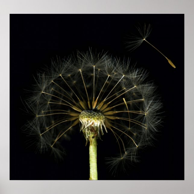 Dandilion Puff Fine Art Print (Front)