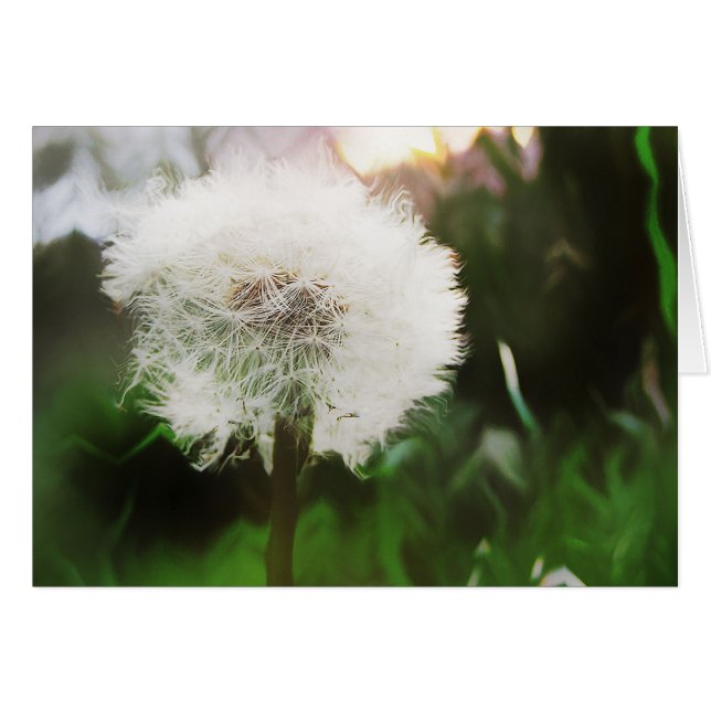 dandy dreams card (Front Horizontal)