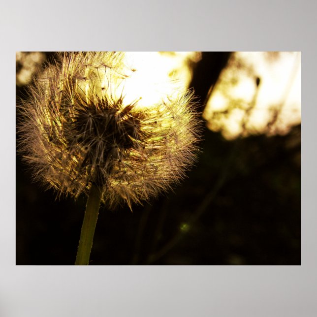 Dandy Dreams Poster (Front)