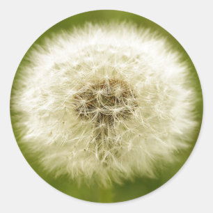 Dandy Lion Classic Round Sticker