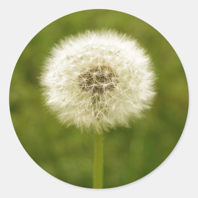 Dandy Lion Classic Round Sticker (Front)