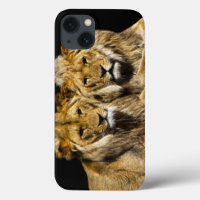 Dangerous Predator Lions