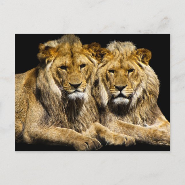 Dangerous Predator Lions Postcard (Front)