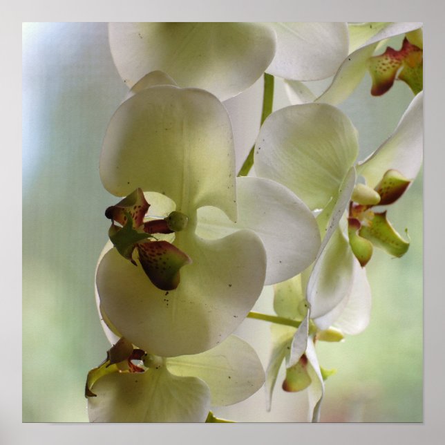 Dangling Orchid  Poster (Front)