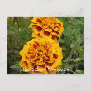 Danielson, Ct Postcard