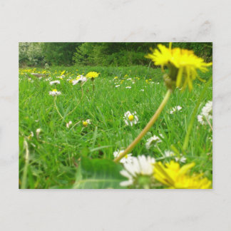 Danish Field Postcard