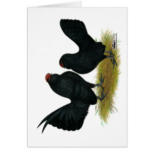 D'Anvers Black Bantams