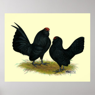 D'Anvers Black Bantams Poster
