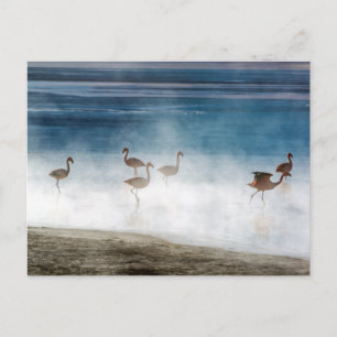 Danza de Flamencos, Salar de Uyuni, Bolivia. Postcard
