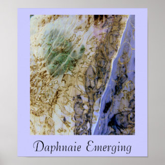 Daphnaie Emerging Poster