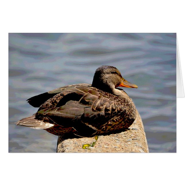 Dapper Duck (Front Horizontal)
