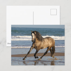 Dapple Grey Andalucian Stallion On Beach Postcard