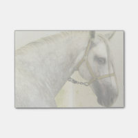 Dapple Grey Andalusian Horse