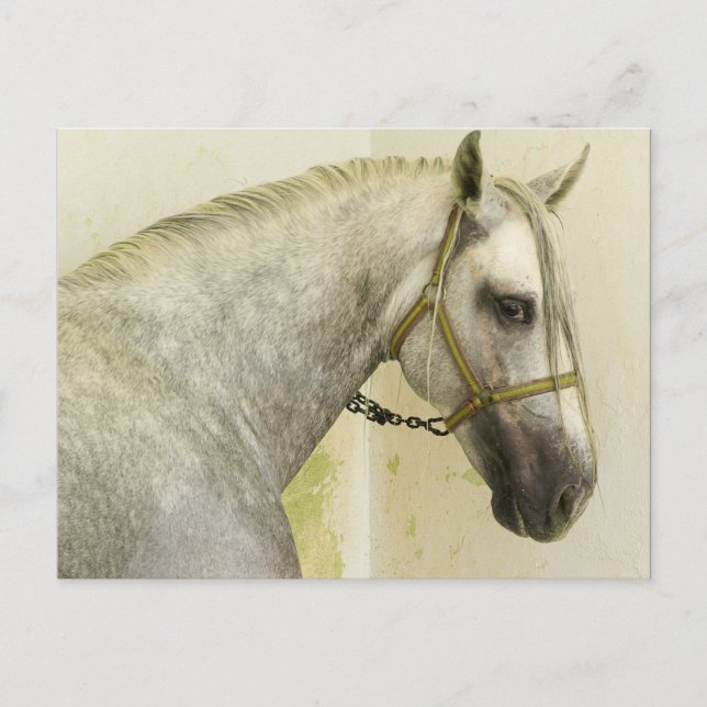 Dapple Grey Andalusian Horse Postcard (Front)