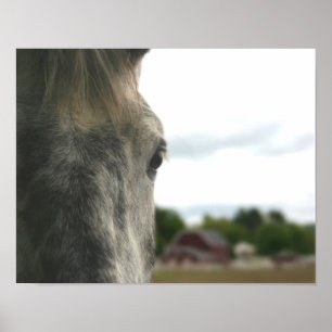Dapple Grey Horse Eye Poster