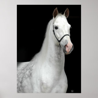 Dapple Grey Horse Poster