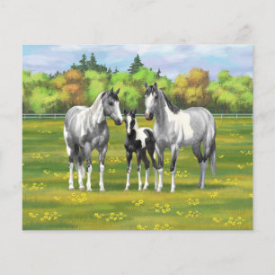 Dapple Grey Pinto Paint Horses In Summer Pasture