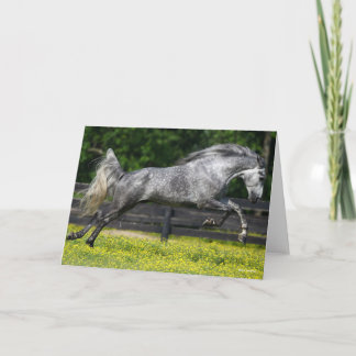 Dapple Grey Rocky Mountain Horse Leaping Card