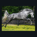 Dapple Grey Rocky Mountain Horse Leaping Poster<br><div class="desc">Bob Langrish | Horse Dapple Grey Rocky Mountain Horse Leaping</div>