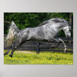 Dapple Grey Rocky Mountain Horse Leaping Poster