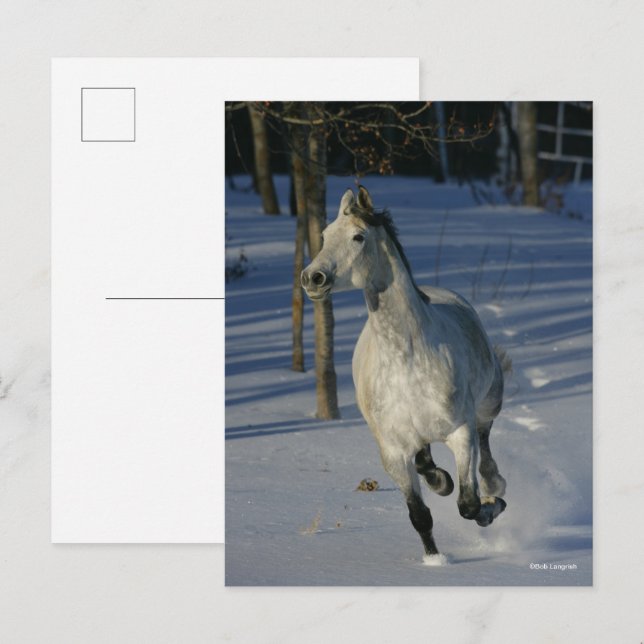 Dapple Grey Trakehner Running in the Snow Postcard (Front/Back)