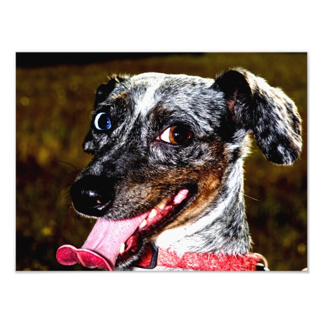 Dapple/Piebald Dachshund Photo Print (Front)