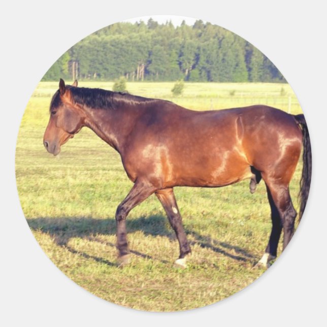 Dappled Bay Classic Round Sticker (Front)