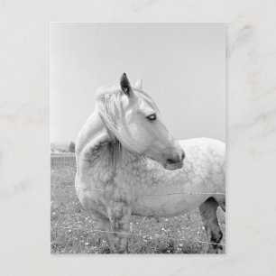 Dappled Grey at Pasture Postcard
