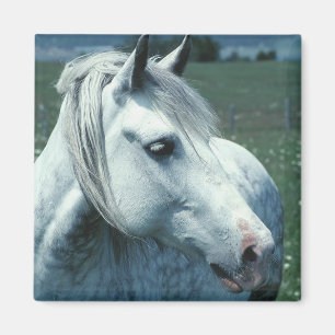 Dappled Grey in Flowered Pasture Magnet