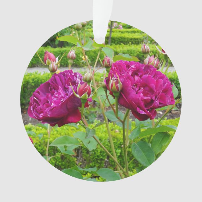 Darcey Bussell Rose #3 Ornament (Front)