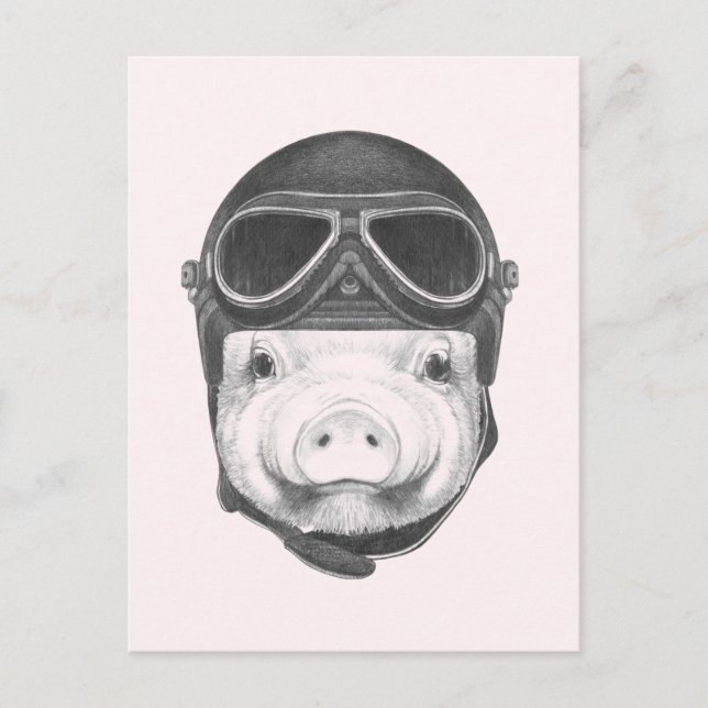 Daredevil Pig Postcard (Front)