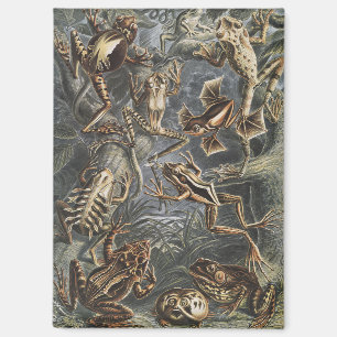 Dark Academia Haeckel Vintage Frog Nature Print Magnet