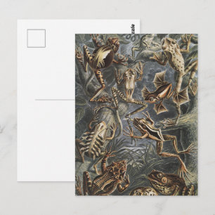 Dark Academia Haeckel Vintage Frog Nature Print Postcard