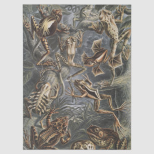 Dark Academia Haeckel Vintage Frog Nature Print Tissue Paper