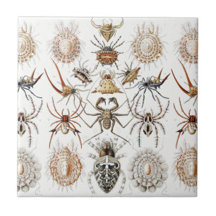 Dark Academia Haeckel Vintage Spider Symmetry Art Ceramic Tile