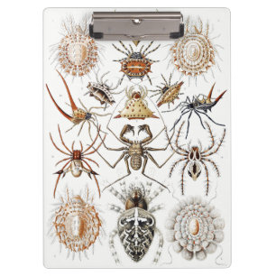 Dark Academia Haeckel Vintage Spider Symmetry Art Clipboard