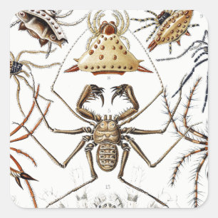 Dark Academia Haeckel Vintage Spider Symmetry Art Square Sticker