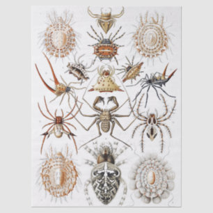 Dark Academia Haeckel Vintage Spider Symmetry Art Tissue Paper