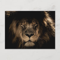 Dark African Lion Wildlife Wild Animal