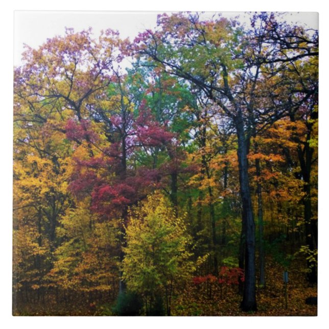 Dark Autumn Forest Ceramic Tile (Front)