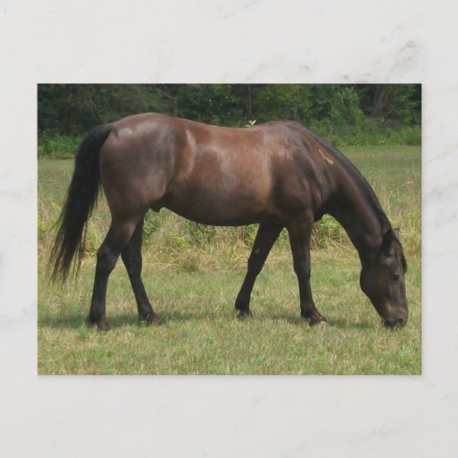 Dark Bay Horse Grazing in Grassy Field Postcard (Front)