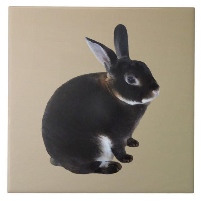 Dark Brown and White Mini Rex Rabbit Ceramic Tile (Front)