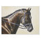Dark Brown Bay Trakehner Dressage Horse